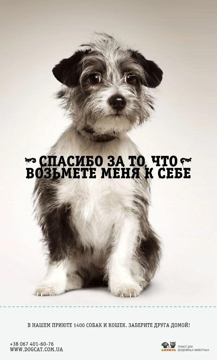 Надписи про бездомных животных. Заберите меня домой. Забери меня домой забери меня домой. Картинки бездомных животных с надписями. Забери собаку домой.