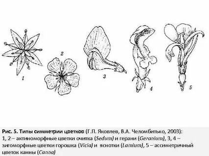 Рис 5 цветов