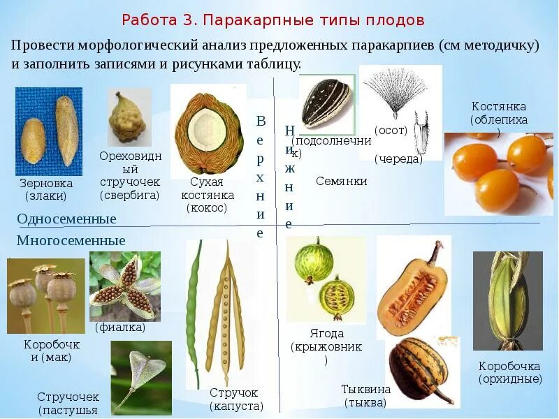 Задания по теме плоды. Задания по теме плоды
