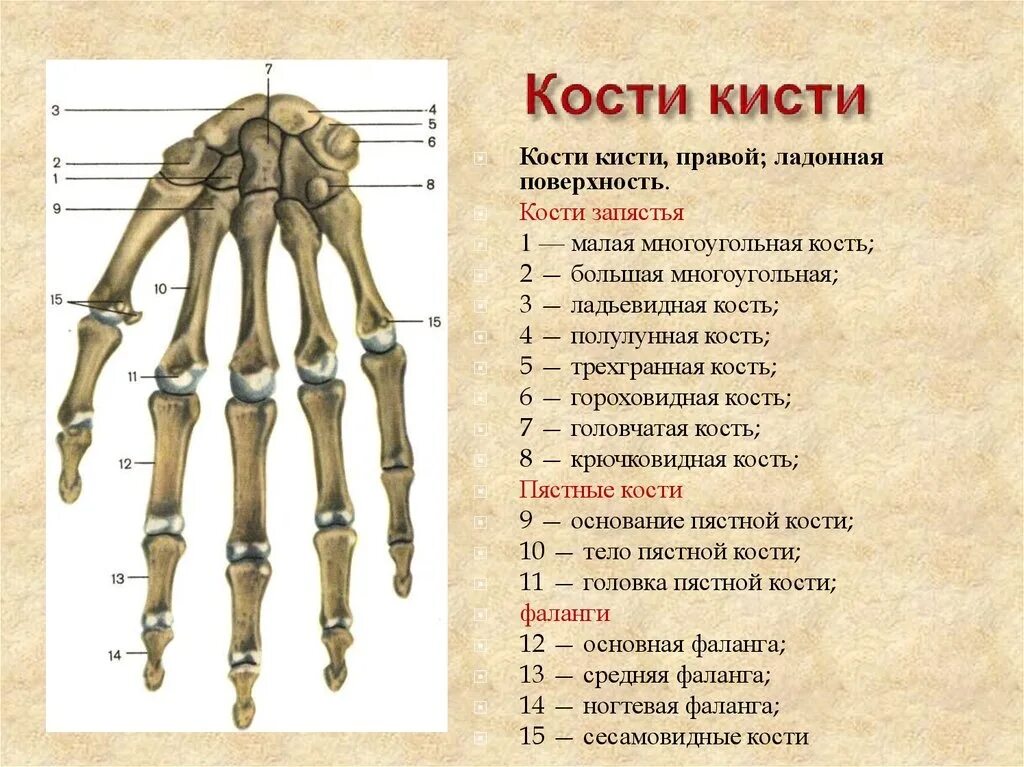 Строение костей кисти. Кости кисти руки человека анатомия. Кости запястья анатомия строение. Кости кисти Лодочная поверхность.