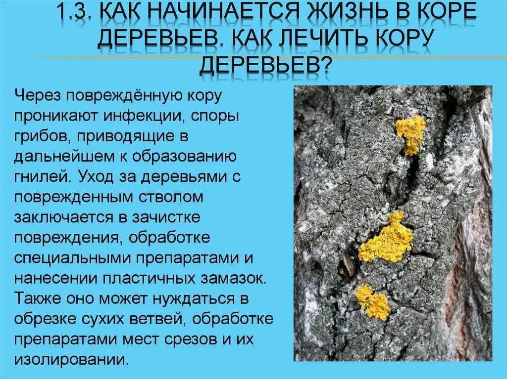 Как спасти дерево с поврежденной корой. Повреждения коры деревьев. Как можно спасти дерево с поврежденной корой.