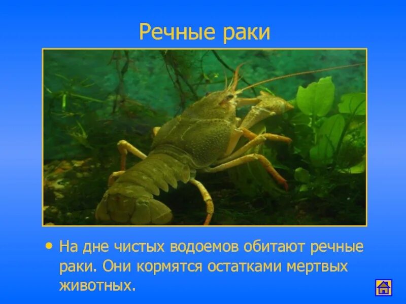 Жизнь в пресных водах 4 класс. На дне водоема обитают. На дне водоема обитают. Обитатели пресных вод. Обитатели озера.