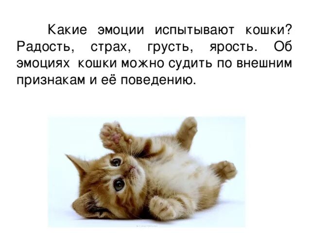 Кошки могут чувствовать. Фото ухмыляющегося кота. Письмо кота хозяину. Как кошка чувствует боль у человека. Кошки предсказывают смерть.