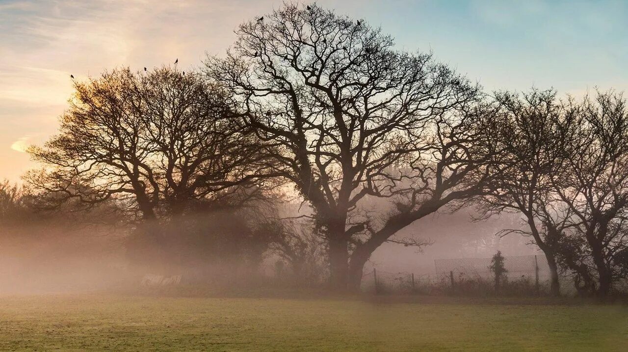 Кривой дуб в тумане. Одинокое дерево в поле. Узловатые деревья, синяя трава, клочковатый туман. Дуб в тумане. Дуб туманный.