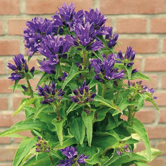 Колокольчик скученный Campanula glomerata. Колокольчик скученный (Campanula glomerata) acaulis. Колокольчик скученный Campanula glomerata l.. Колокольчик скученный genti Blue. Колокольчик блю