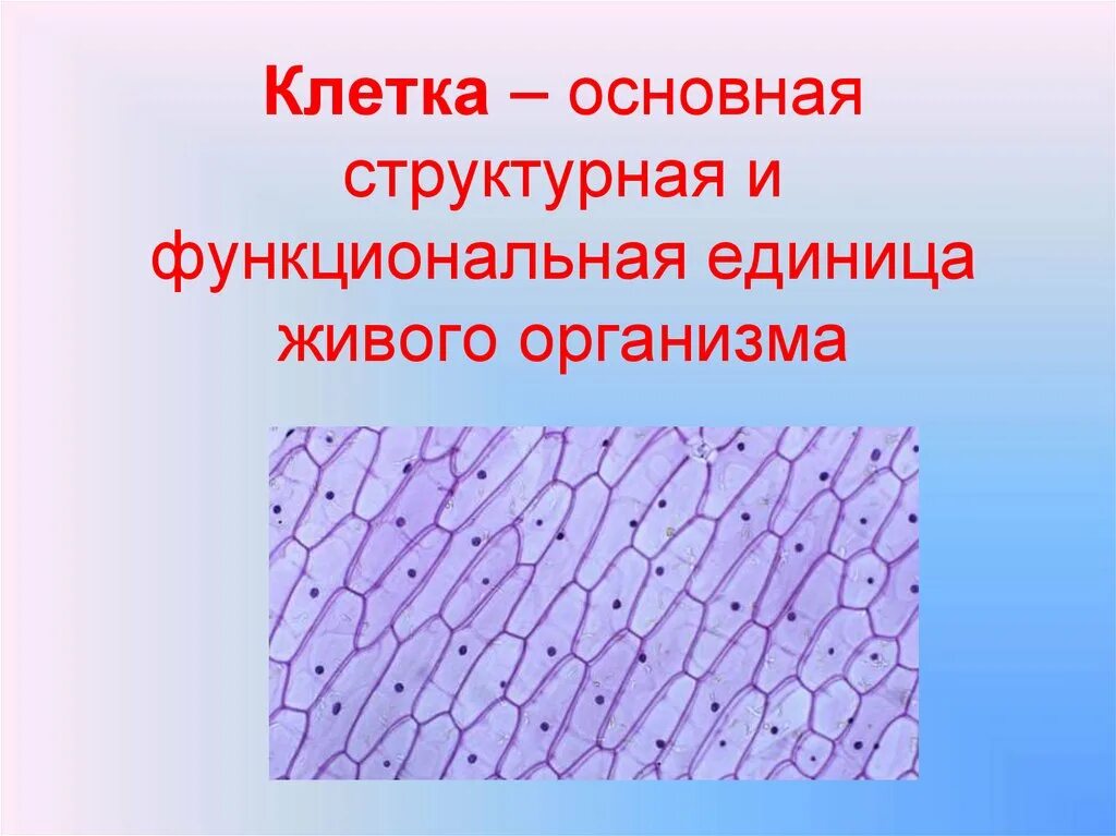 Что является функциональной единицей живого организма. Основная структурная и функциональная единица живых организмов. Наименьшая структурная единица живых организмов. Наименьшая структурная и функциональная единица живого организма. Наименьшей структурной единницей организмаявляется.