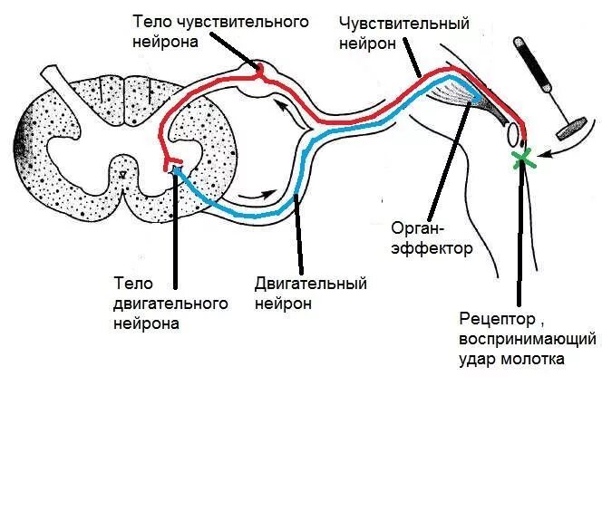 Рефлекторная дуга коленного рефлекса. Дуга коленного рефлекса схема. Схема рефлекторной дуги коленного рефлекса. Изображение рефлекторной дуги коленного рефлекса. Рефлекторная дуга коленного рефлекса человека последовательность