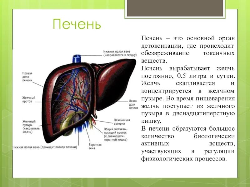 Печень без желчного пузыря. Желчный пузырь вырабатывает желчь. Строение печени.