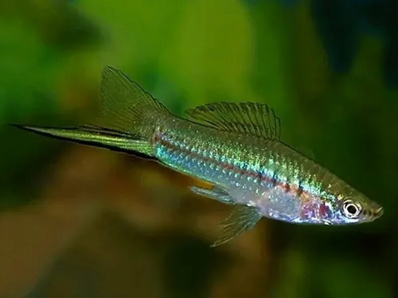 Зеленый меченосец фото Меченосец Геллера зеленый (Xiphophorus helleri Green)