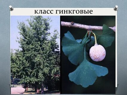 1 гинкго появилось 250 млн лет назад