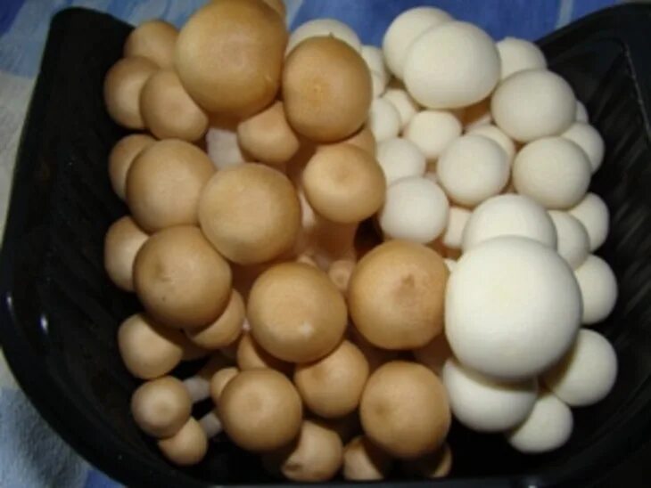 How to clean Beech Mushroom/ Japanese Shimeji Mushroom YouTube
