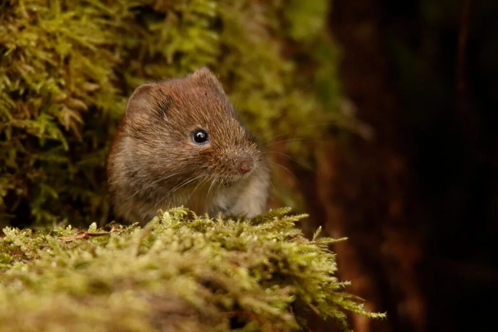 Полевка миддендорфа. Автор полевка. Apodemus agrarius. Ольхонская полевка. Обыкновенная полёвка.