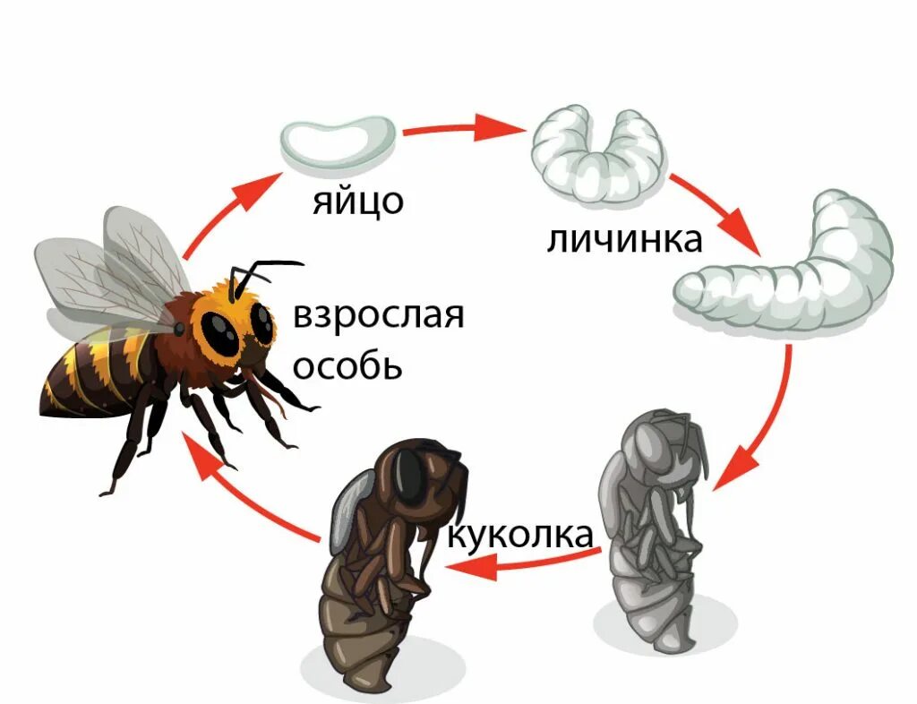 Стадия жизни насекомого. Жизненный цикл пчелы медоносной. Цикл развития пчелы схема. Жизненный цикл пчелы для детей. Стадии развития медонной пяеры.