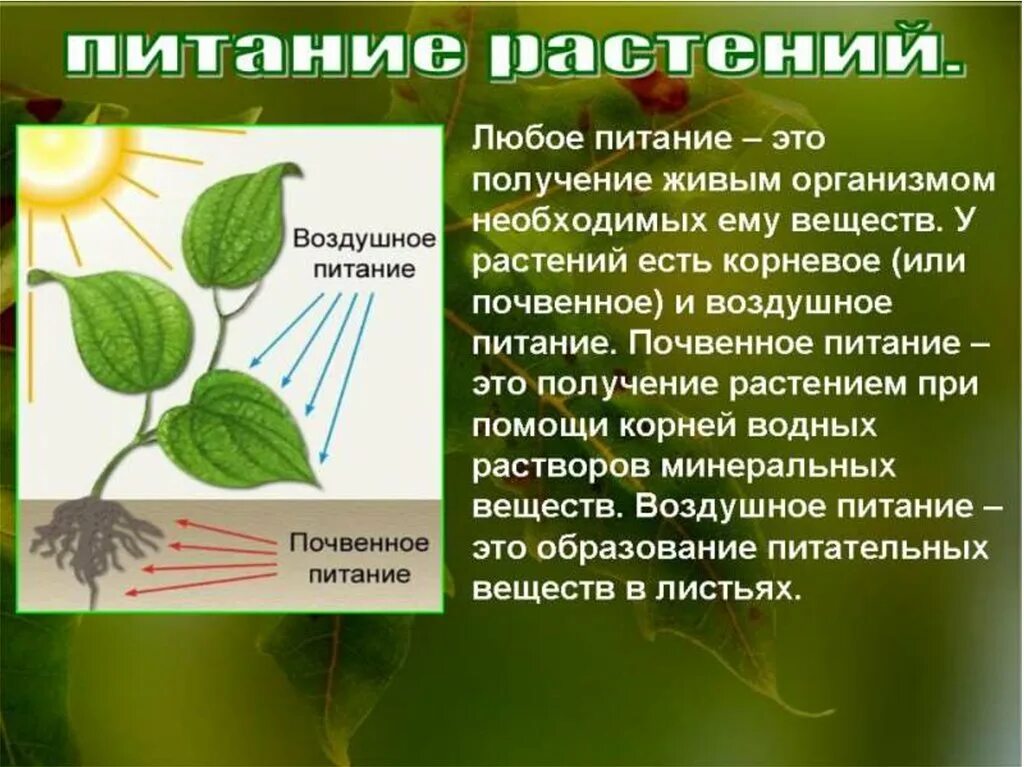 Фотосинтез дыхание минеральное питание растений. Питание растений 5 класс биология кратко. Воздушное питание растений схема. Воздушное питание растений фотосинтез. Процесс питания у растений происходит.