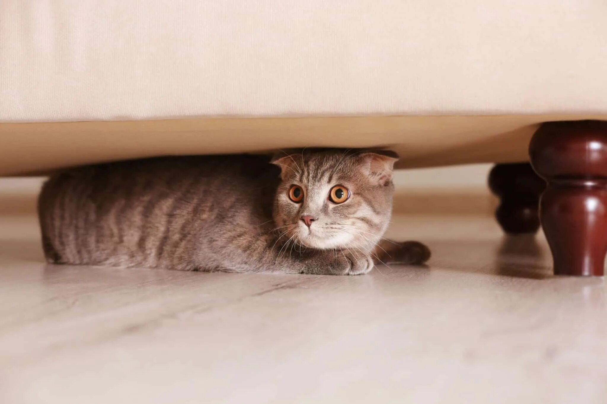 Кот под диваном. Кошка под диваном. Кровать для кошки. Кот under the sofa. Кот спрятался под диван.