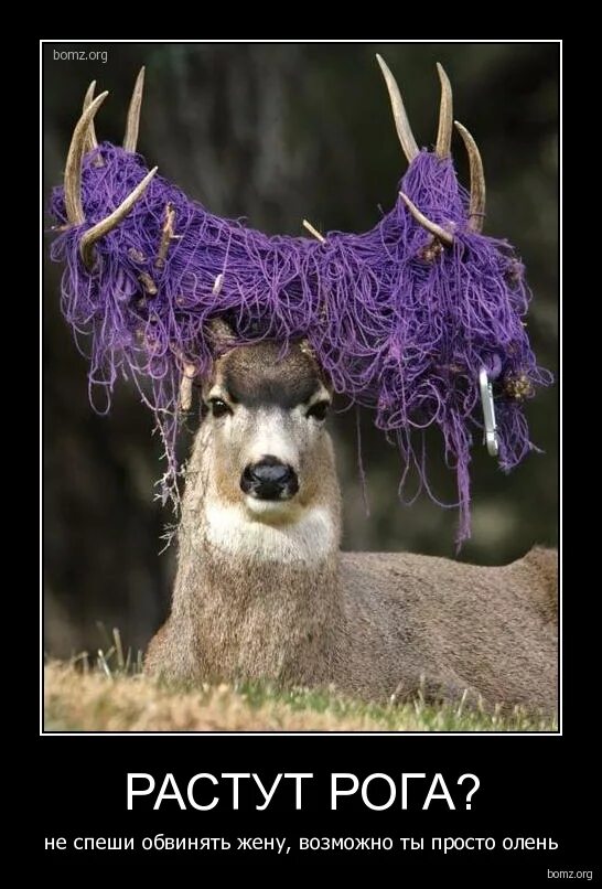 Олень измена. Олень мем. Парень олень. Девушка с рогами. Олень прикол.
