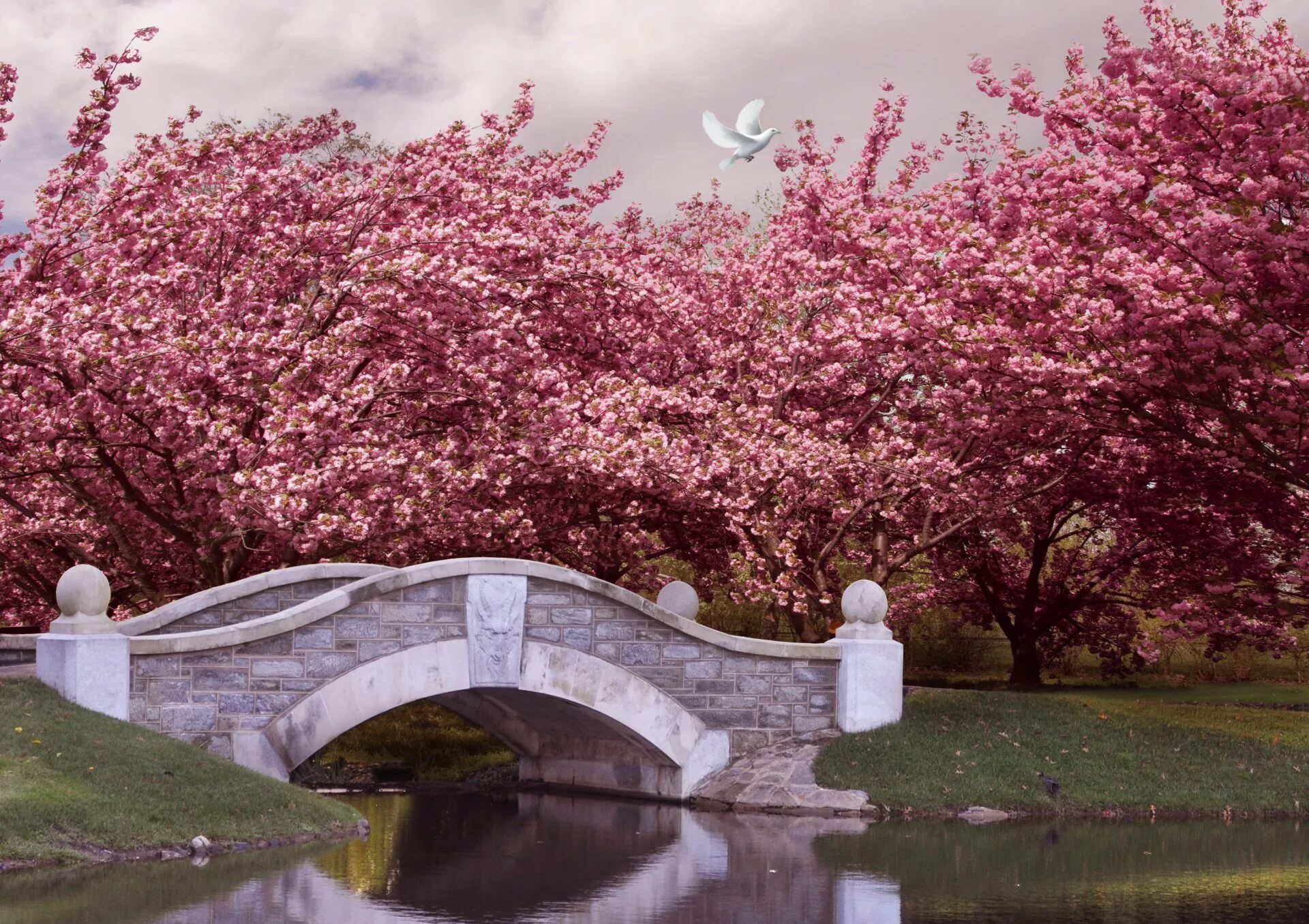 Blossom сайт. Pink черри блоссом дерево деревья парк. Черри блоссом дерево. Япония Сакура. Сакура черри блоссом дерево.