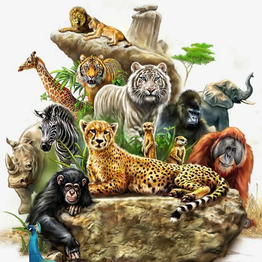 Побольше картинок животных. Побольше картинок животных. Множество животных. Животные джунглей. Тропический лес животные.