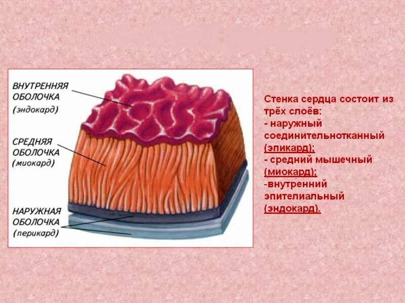 Как называется средний слой