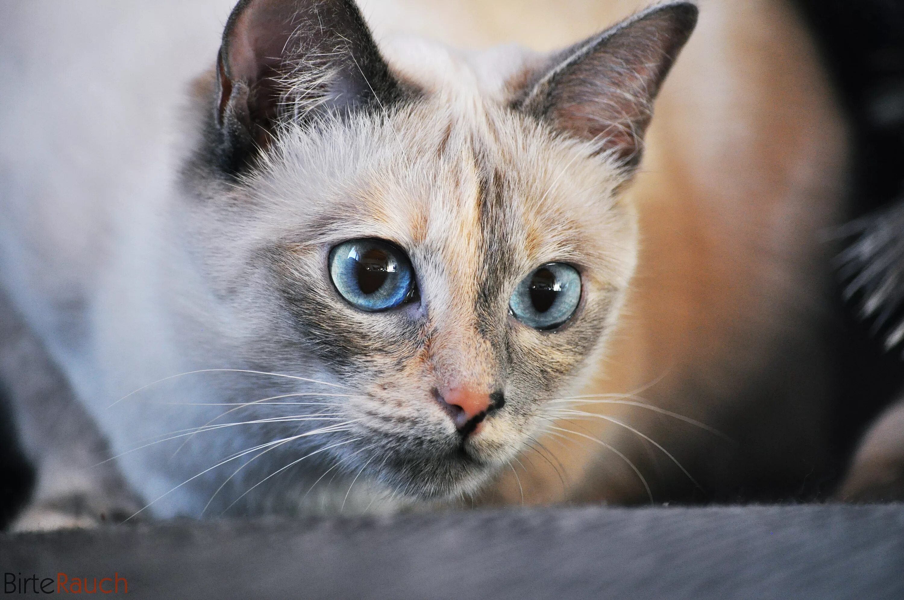 Lotje - lilac point Brits korthaar, Katten, Brits