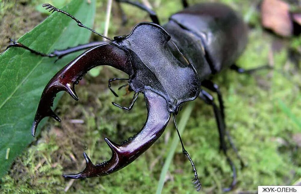 Челюсть жука оленя. Жук рогач. Жук олень челюсти. Lucanus cervus. Челюсть жука оленя.