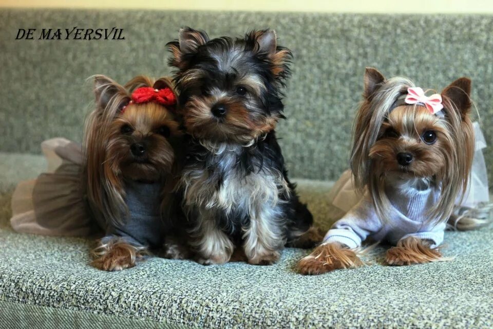 Йоркширский терьер мини стандарт. Йоркширский терьер мини. Йоркширский терьер стандарт мини микро. Йоркширский терьер малый стандарт. Йоркширский терьер мини стандарт.