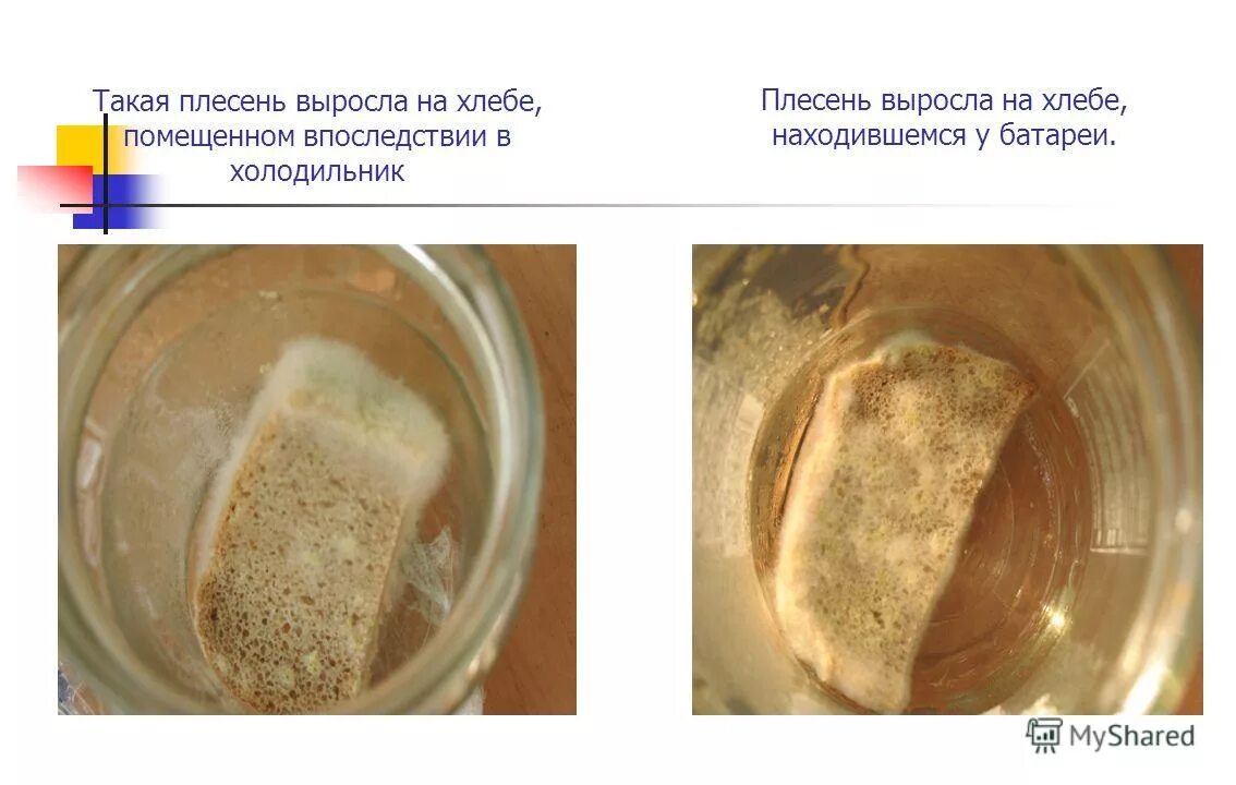 Вырастить плесень на хлебе. Образование плесени на хлебе. Опыт с хлебом и плесенью. Белая плесень на хлебе. Плесень 2 класс