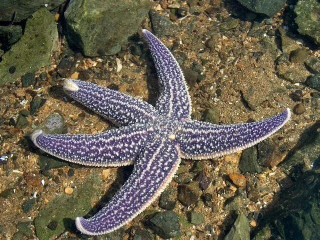 Амурская морская звезда (Asterias amurensis). Астерия Амурская морская звезда. Евастерия сетчатая морская звезда. Амурская морская звезда ядовитая. Кабардинка морская звезда