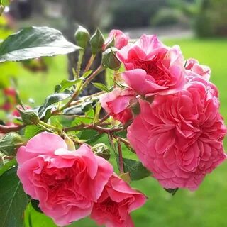 Les rose