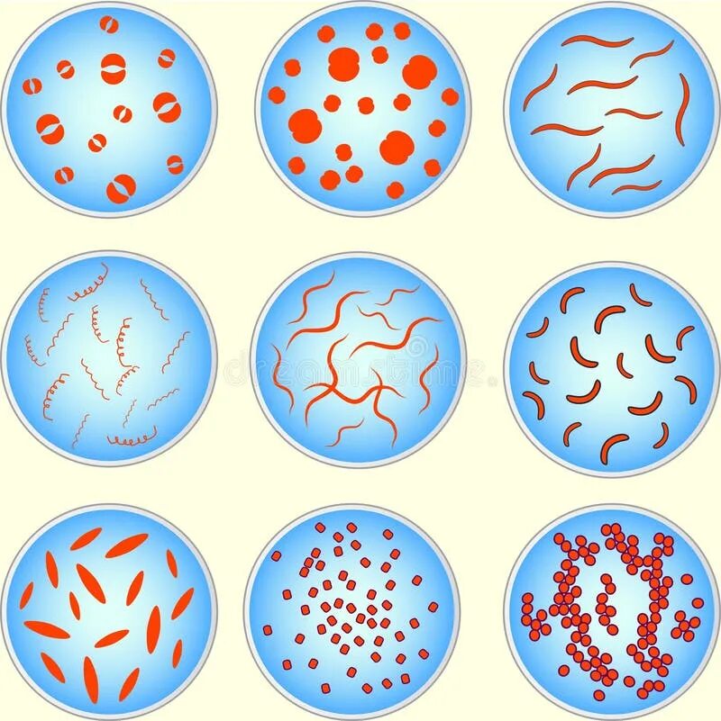 Бактерии округлой формы. Круглые бактерии. Круглые микроорганизмы. Различные формы микроорганизмов. Бактерии зарисовка.