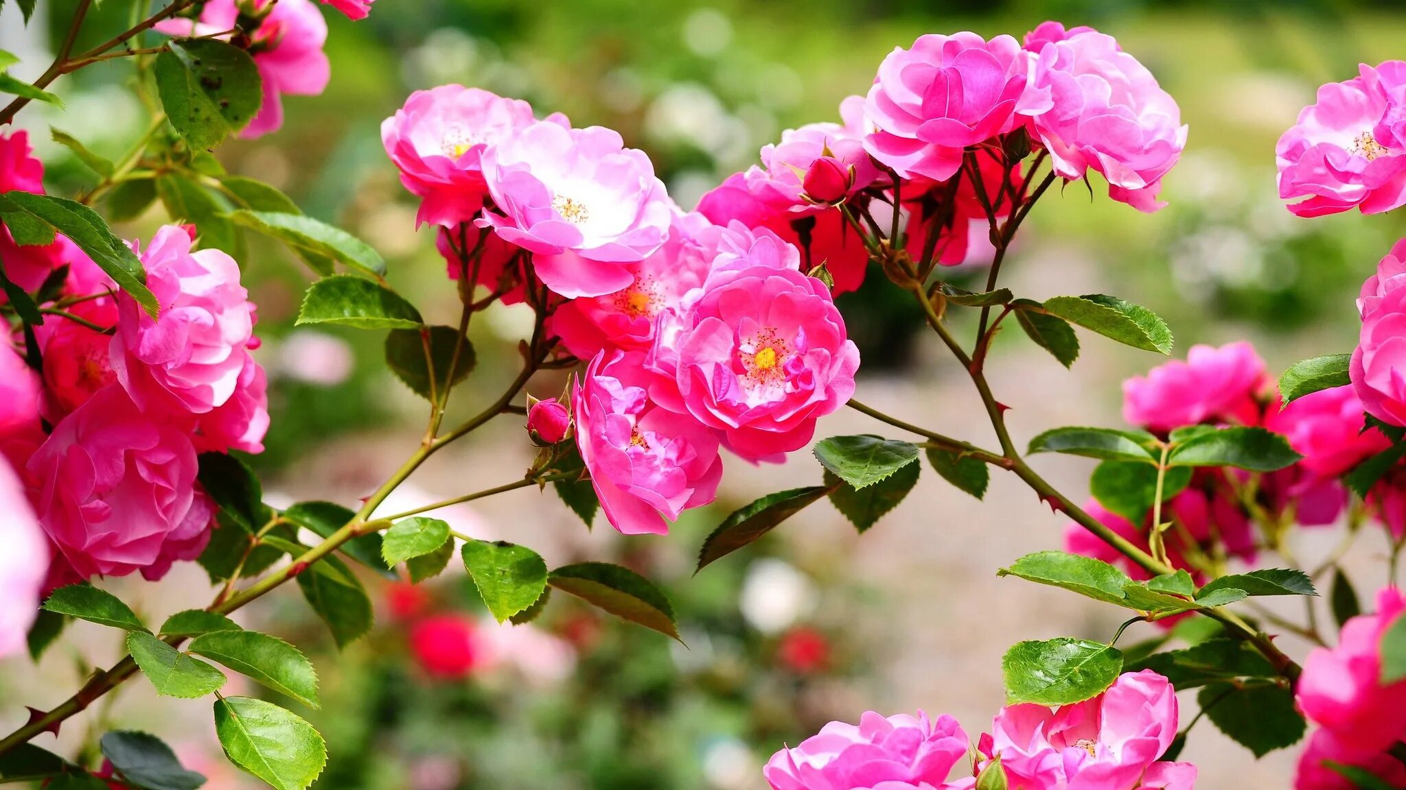 роза кустовая пиканто. роза плетистая лососевая. цветы розы на ветке. дикая кустовая роза кустарниковая. цветы розы на ветке.