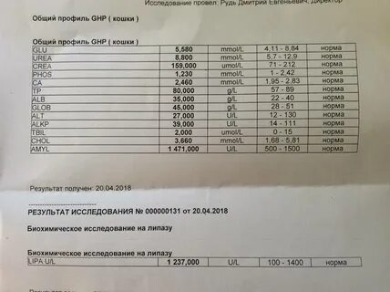 Размер почек у кота