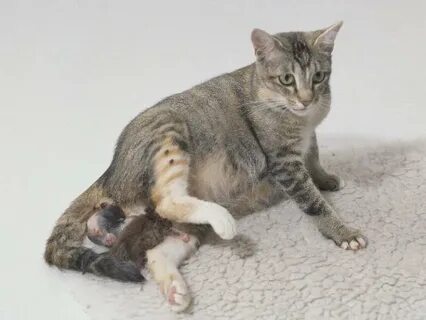 Женщина родила котенка