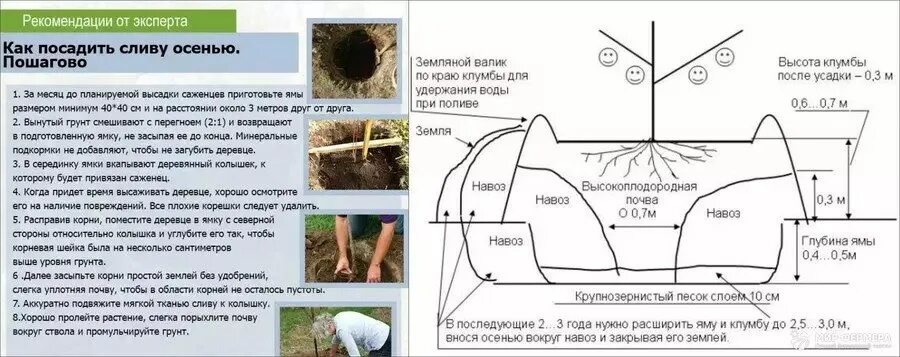 Какое расстояние между деревьями. Схема посадки сливы в саду. на каком расстоянии сажать плодовые деревья. слива расстояние между деревьями. на каком расстоянии сажать яблоки друг от друга.
