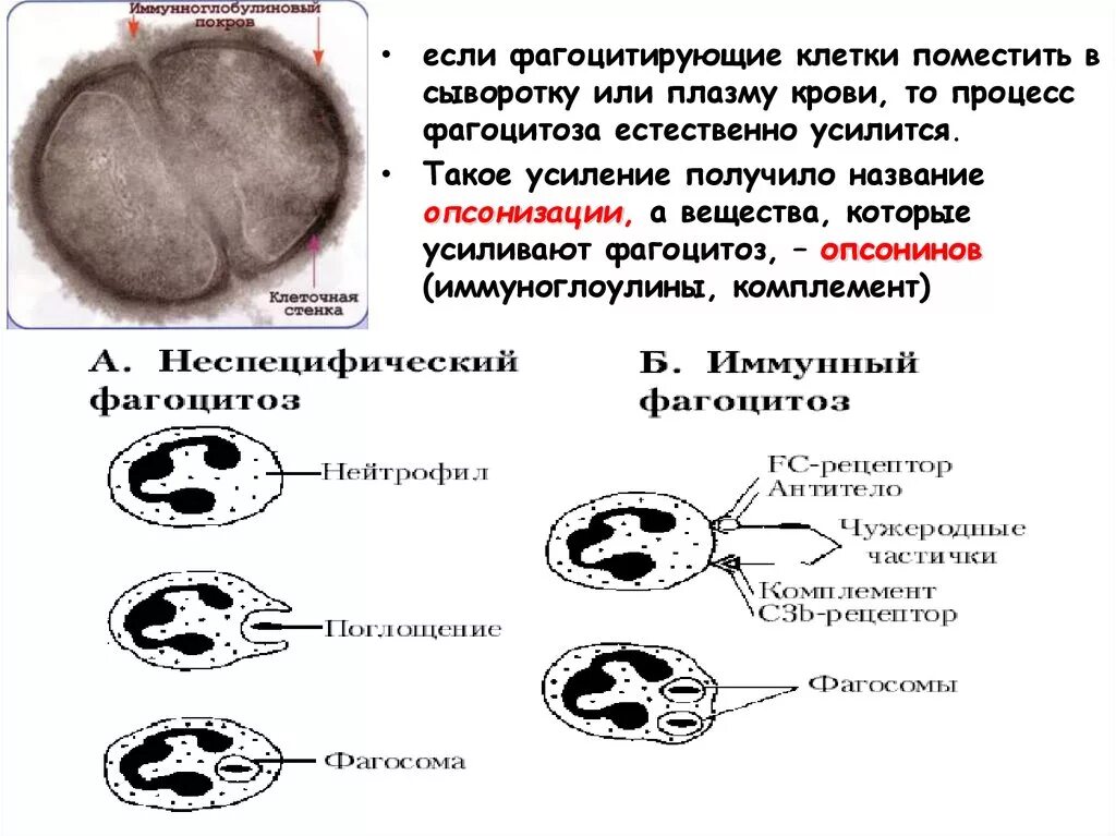 Фагоцитирующие клетки таблица. Фагоцитирующие клетки. Характеристика фагоцитирующих клеток. Профессиональные фагоцитирующие клетки.