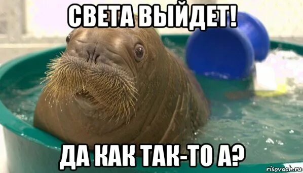 Морж секач. Морж рисунок. Корж морж. Лаптевский морж. Сергей зеленецкий моржевание.