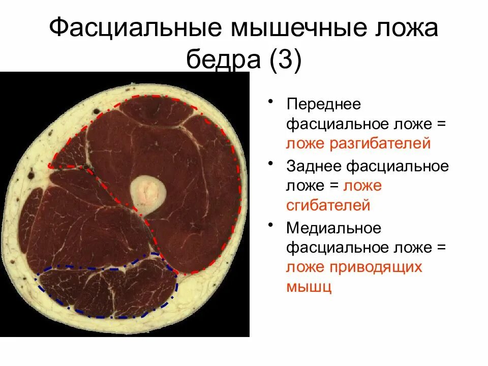 Костная ложа. Переднее фасциальное ложе голени мышцы. заднее мышечно-фасциальное ложе бедра. фасциальные ложа бедра на поперечном срезе в верхней трети. медиальное фасциально-мышечное ложе бедра.