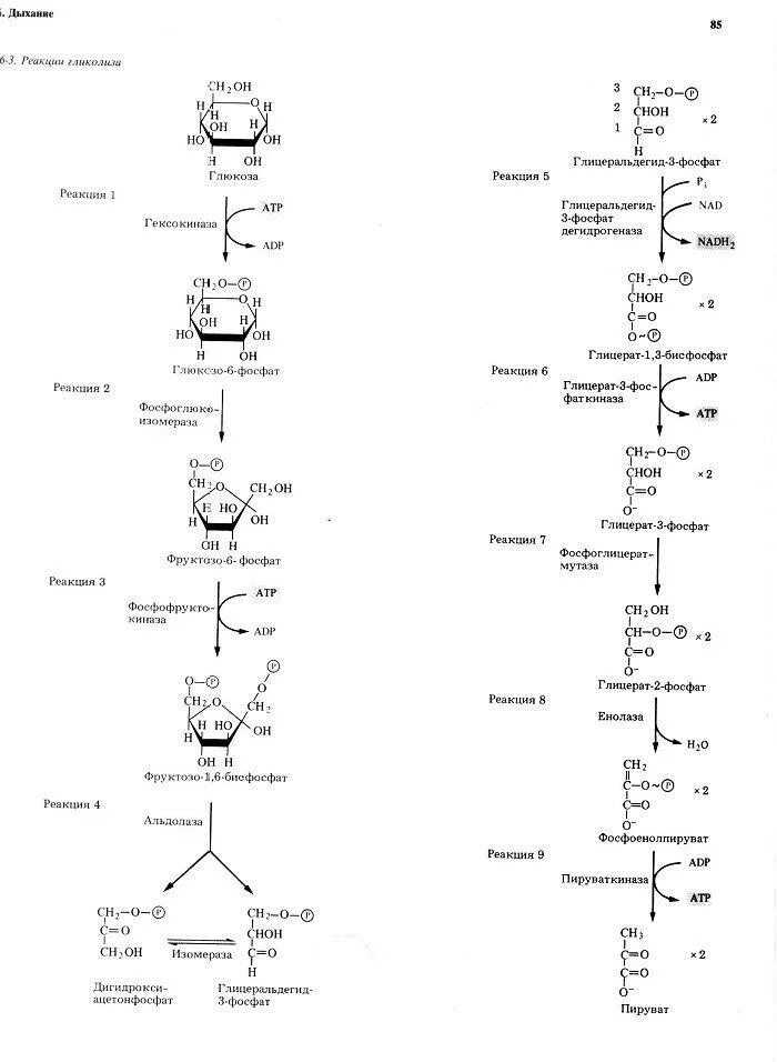 Гликолиз схема реакций. Гликолиз схема с формулами. Схема анаэробного гликолиза биохимия. Схема реакции аэробного гликолиза Глюкозы. Гликолиз последовательность реакций