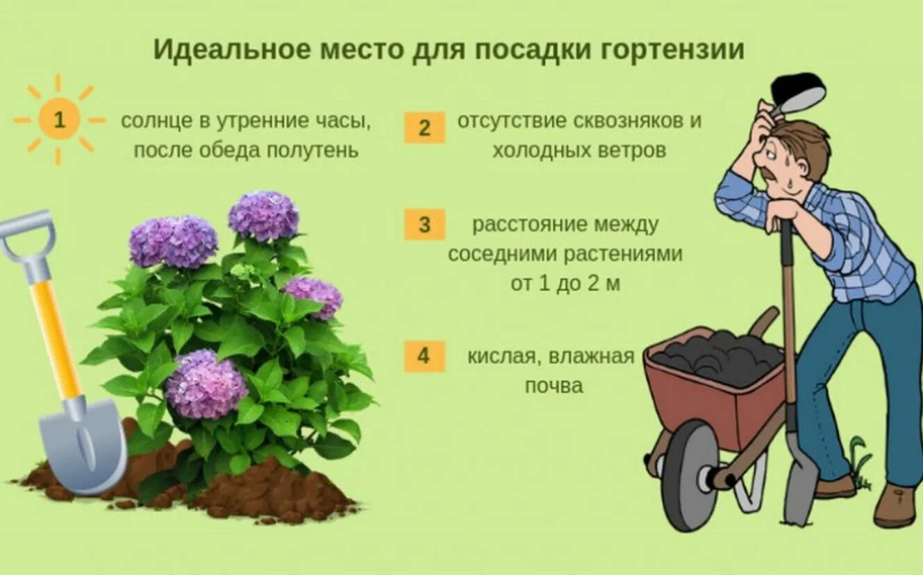 В какое место сажать. Посадка саженца гортензии крупнолистной. как сажать гортензию весной в открытый грунт.