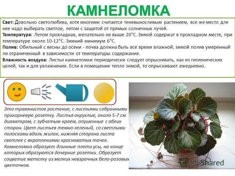 Бегония значение. Бегония тигровая полив.