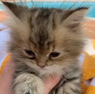 Не заметив котенка