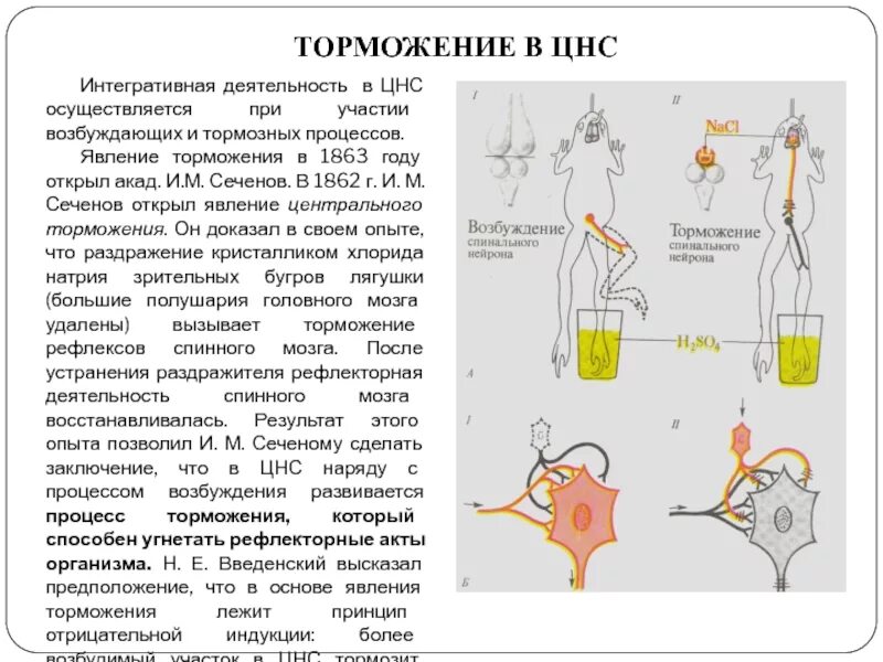 Лабораторная работа рефлекс. Схема опыта Сеченова торможение. «Центральное торможение (опыт и.м. Сеченова). Центральное торможение опыт Сеченова физиология. Торможение рефлексов опыт и.м Сеченова.