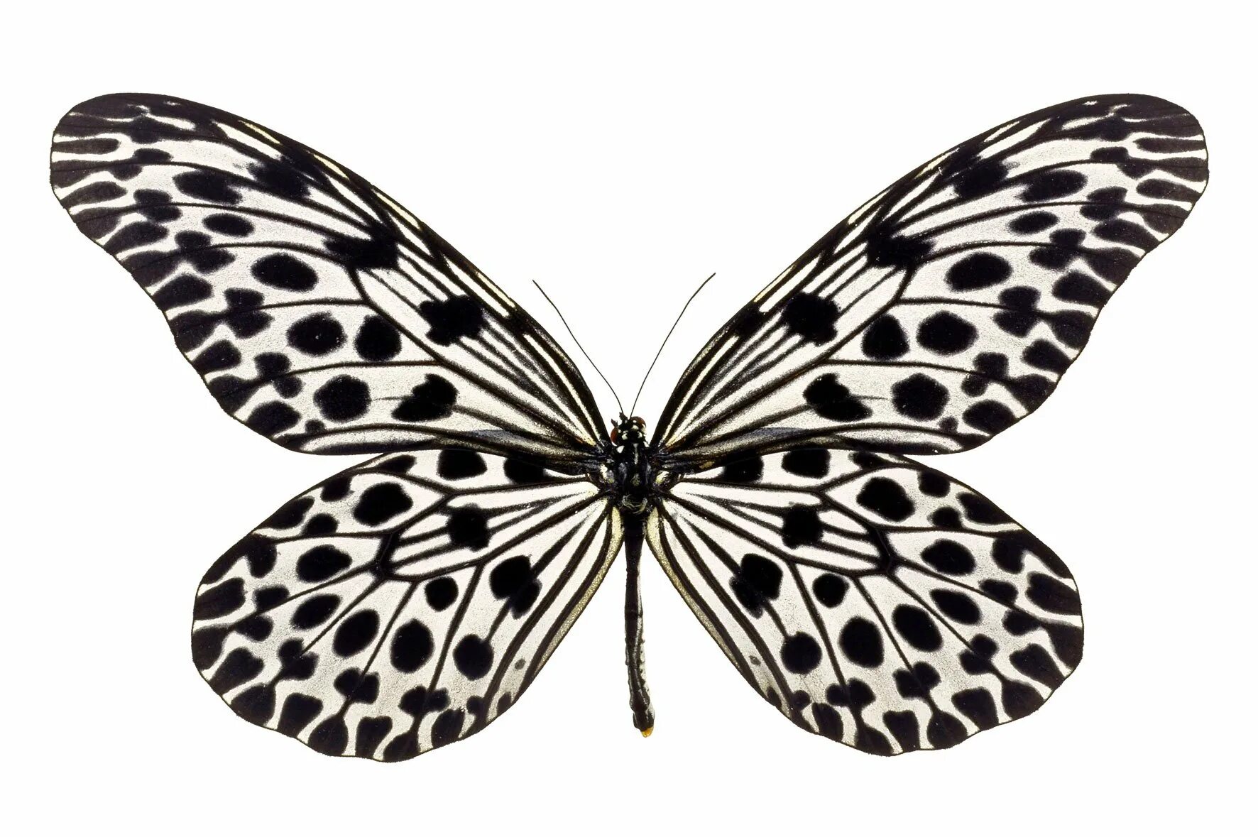Бабочка Монохромная. Черно белая бабочка на прозрачном фоне. Серые бабочки на белом фоне. Темные бабочки на белом фоне.