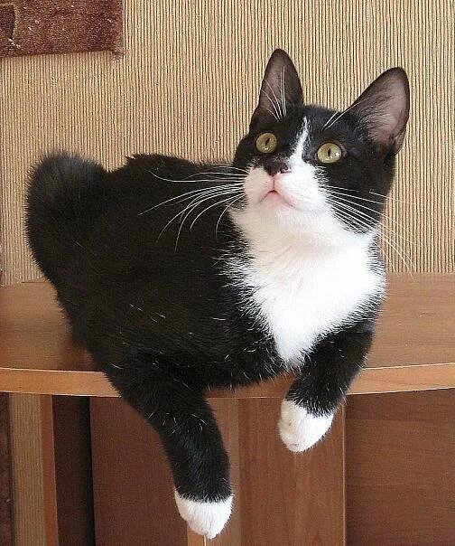 Кот дома марсик и васька. Кот дома марсик и васька. Кот дома марсик. Мой кот марсик. Кот дома марсик.