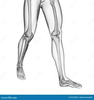 Human leg