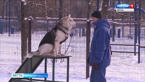 Собаки киров