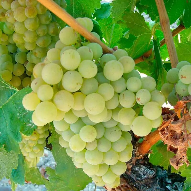 Самый ранний виноград. Виноград восторг ранний белый сорт. Сорт винограда восторг. Виноград восторг мускатный. Сорт винограда восторг белый.