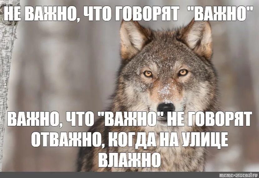Важным ну важно ну. Волк Мем. Мемы с волками. Волчьи мемы. Цитаты волка.