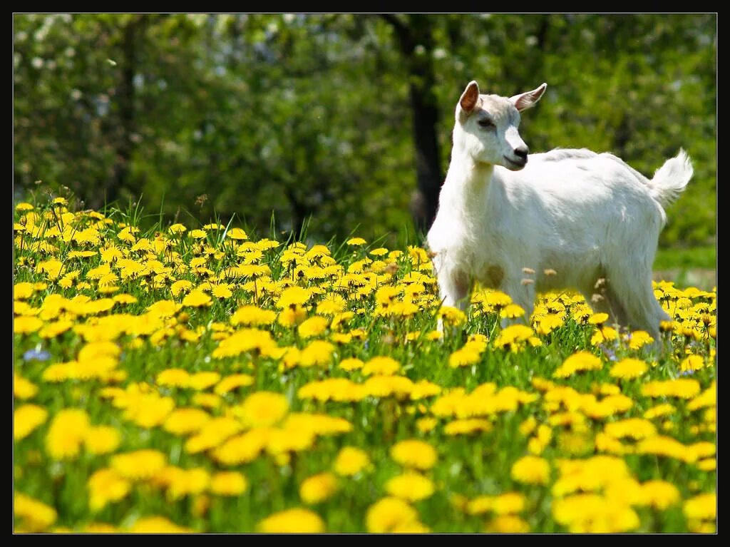 Spring animals