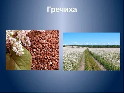 Гречиха и гречка